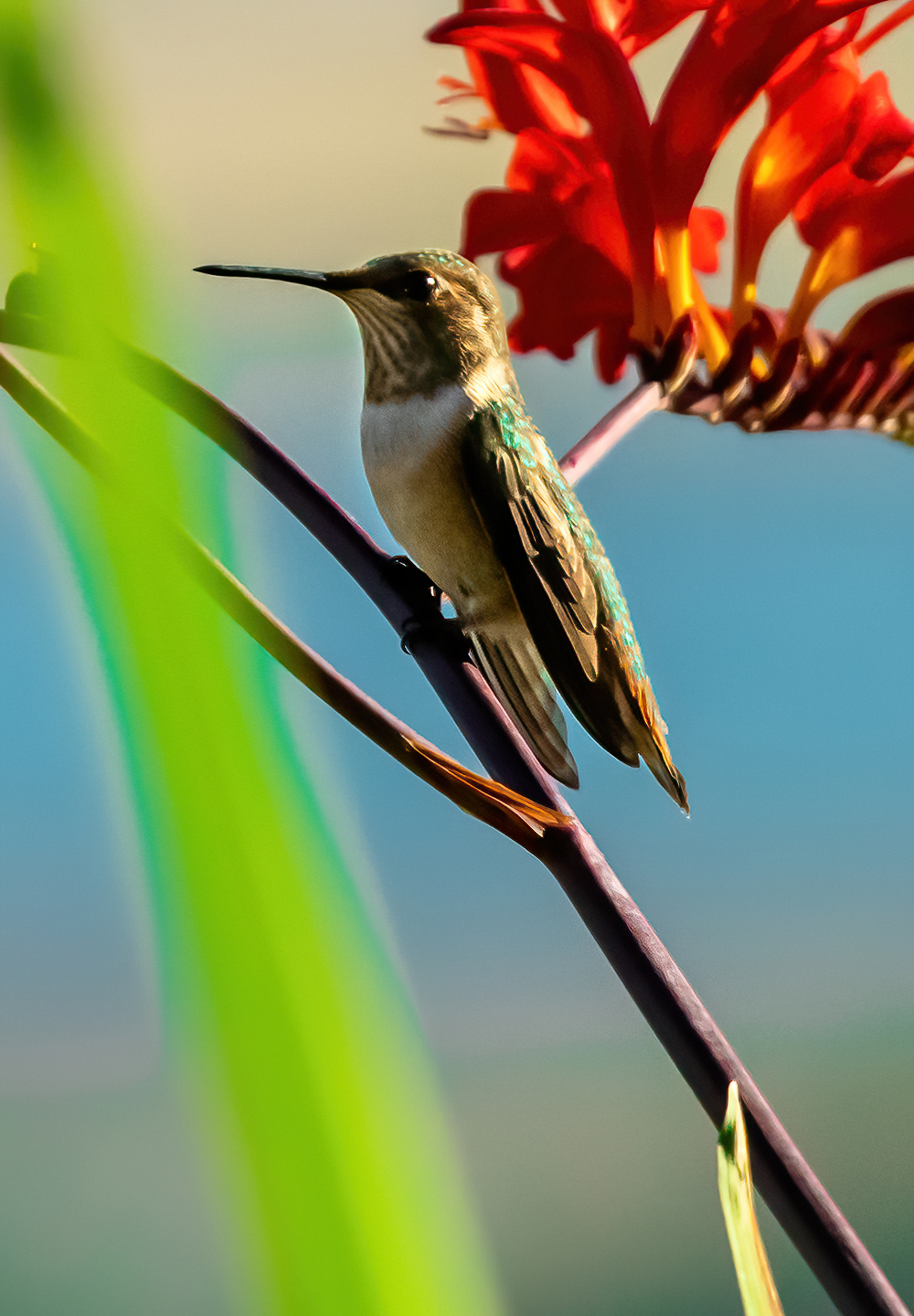 Washington Coast Humming Bird 16